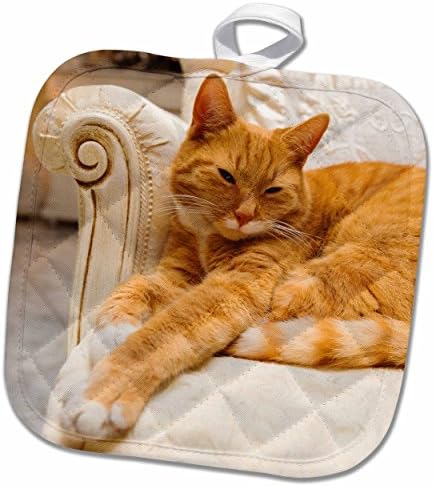 3D Розова Раирана котка Happy Orange, Отдыхающая На Модерен Стол-Прихватке, 8 x 8