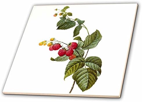 3dRose Redoute Ретро Акварел Плод Raspberry Plant Rubus Sp - теракот, 6 инча (ct_106861_2)