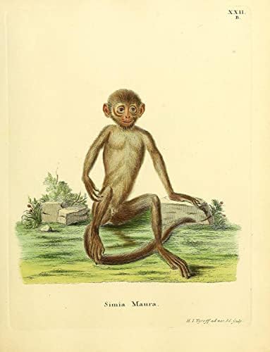 Индокитайский Черен Лангур, Маймуна-Примат, Ретро Декор за Кабинета на Дивата Природа, Зоология, Антични Илюстрация,